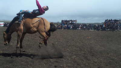 바이러스 천국이 된 앨버타